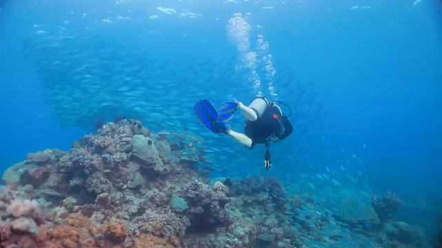 Aquarium 4K VIDEO (ULTRA HD) 🐠 Beautiful Coral Reef Fish - Relaxing Sleep Meditation Music смотреть онлайн