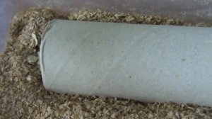 Разведение мучного червя.