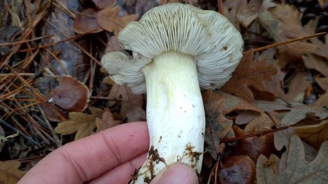 La exquisita seta de charol, capuchina, (Tricholoma portentosum). Aprende a identificarla. смотреть онлайн