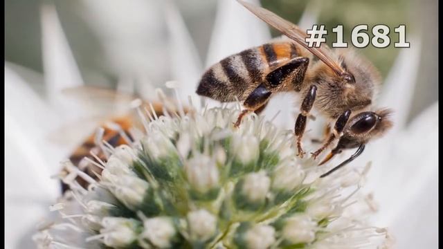 Секреты Джунглей