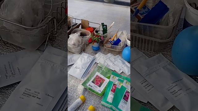 Кустовая петуния, какие сорта сею. План работы на сегодня. смотреть онлайн