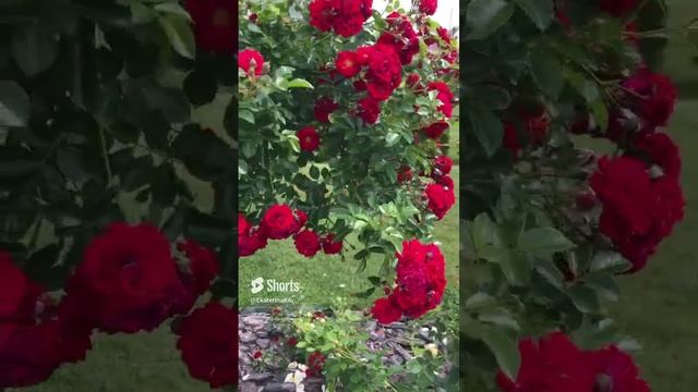 Роза Хэллоу ? 3 июля #garden смотреть онлайн