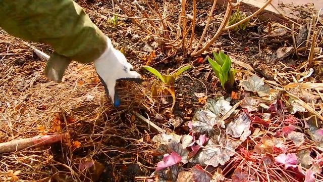 Чищу  клумбы, обрезаю  кусты, зацвели крокусы!!