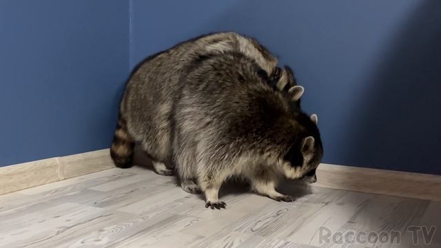 БРАЧНЫЕ ИГРЫ ЕНОТОВ / Утро Горы и Ноти после ночи любви смотреть онлайн