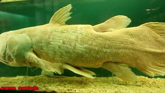 Latimeria - marcell catch - latimeria coelacanth fish смотреть онлайн