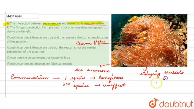 A: The interactionbetween sea anemone and clown fish is commensalism. R: The fish gets protectio... смотреть онлайн