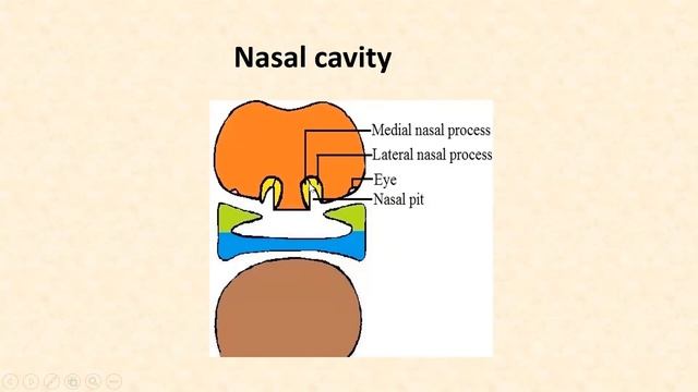 Development of the Face смотреть онлайн