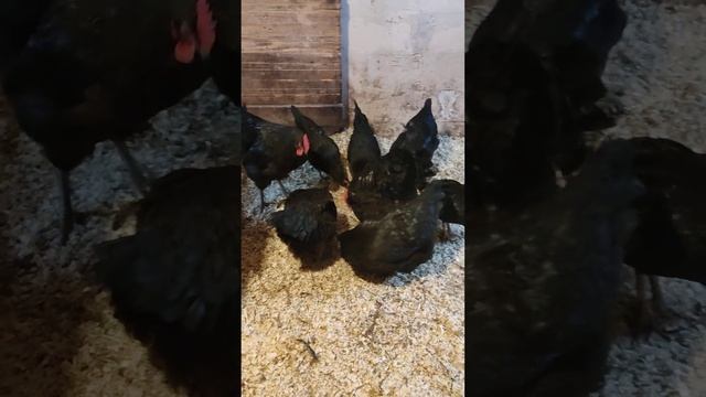 Джерсийский Гигант. смотреть онлайн