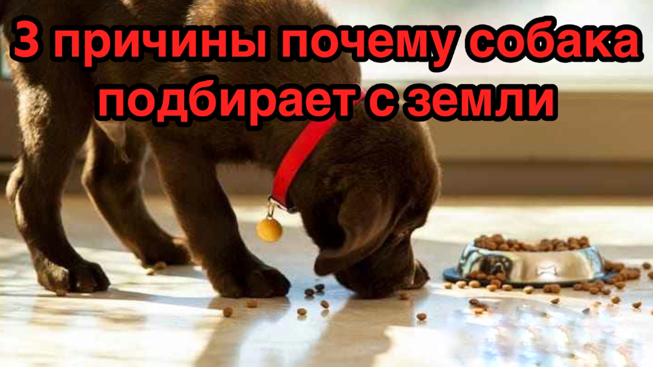 Причины почему собака подбирает с пола или земли. смотреть онлайн