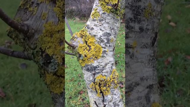 Common Alder (Alnus glutinosa) - trunk - January 2018 смотреть онлайн