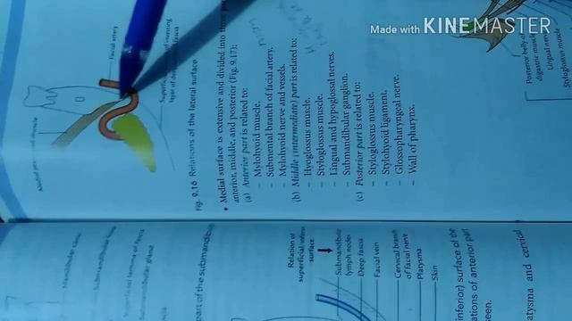 Submandibular gland #anatomy #hindi #relation #blood_supply #lymphatic_drainage смотреть онлайн