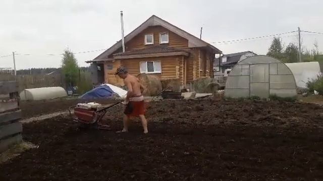 Садим картофель.Формируем груши.Перевели супоросную свиноматку.Намылись в бане.👍 смотреть онлайн