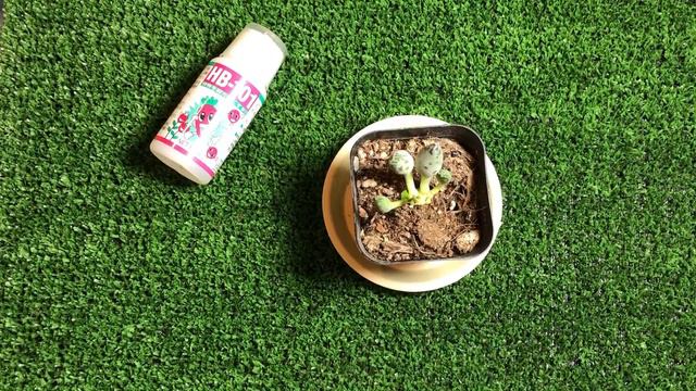 JustKis #52 How To Water Your Succulent, Lithops, Conophytum, Cactus (updated 8 September 2021) смотреть онлайн