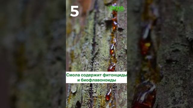 почему стоит выбрать лиственницу для ваших окон и дверей? смотреть онлайн