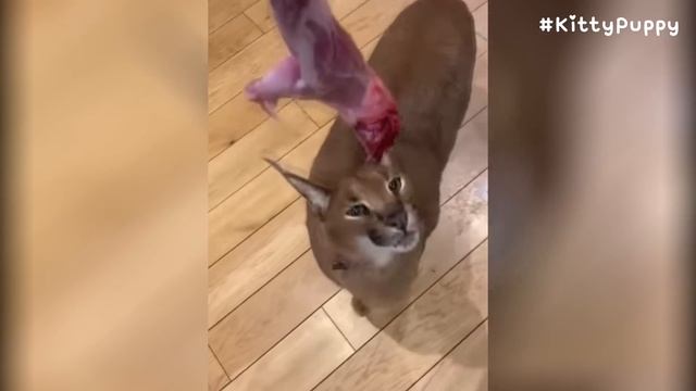 Pumba Caracal is Hungry : Floppa смотреть онлайн
