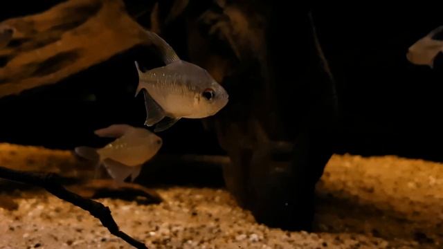 Moenkhausia pittieri (wild) bij Aquarium Speciaalzaak Utaka смотреть онлайн