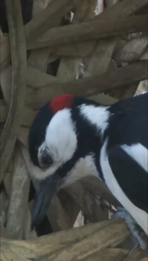 #shorts Дятел забрал орех из лукошка