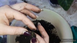 ГЛОКСИНИИ. Рассаживаем детки от листа.