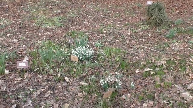 В «Аптекарском огороде» из за аномального тепла расцвели подснежники смотреть онлайн