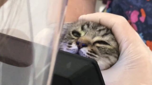 Текут глазки у кошки смотреть онлайн