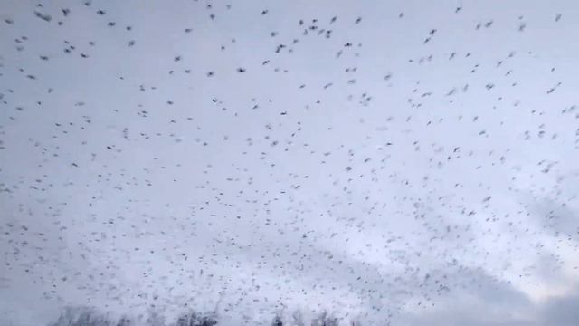 Много ворон смотреть онлайн