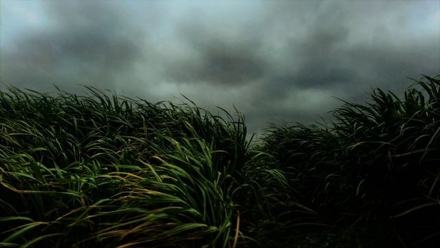 Звук ветра / Шум ветра / Звуки для сна / Wind Sounds Wind Noise White Noise Soundscape смотреть онлайн