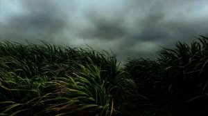 Звук ветра / Шум ветра / Звуки для сна / Wind Sounds Wind Noise White Noise Soundscape