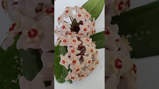 С 8 МАРТА. ХОЙЯ КАРНОЗА или ХОЙЯ МЯСИСТАЯ или ВОСКОВОЙ ПЛЮЩ (Hoya carnosa) #Shorts смотреть онлайн