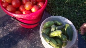 Ранние сорта помидор Маруся Санька