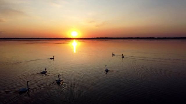 Релакс, снятие стресса. Лебеди, красивая музыка. Relax. смотреть онлайн