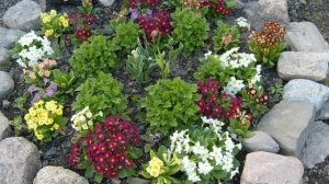 ПРИМУЛА садовая или ПЕРВОЦВЕТ – украшение весеннего сада. Выращивание, посадка, уход