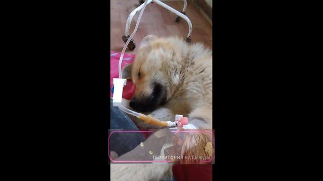 Ставим капельницы Лисе. смотреть онлайн