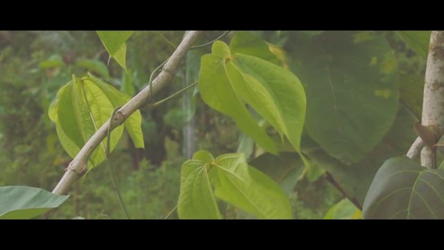 NIKON D3400 VIDEO TEST смотреть онлайн