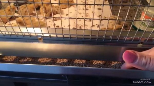 Небольшой обзор брудера от CRAZY FERMA