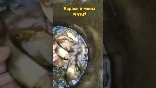 Караси в моем пруду. Малек карася хорошо вырос за год смотреть онлайн