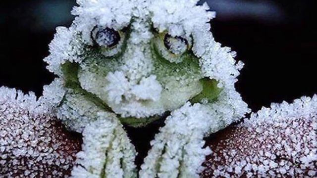 Древесная лягушка на Аляске зимой превращается в ледышку смотреть онлайн