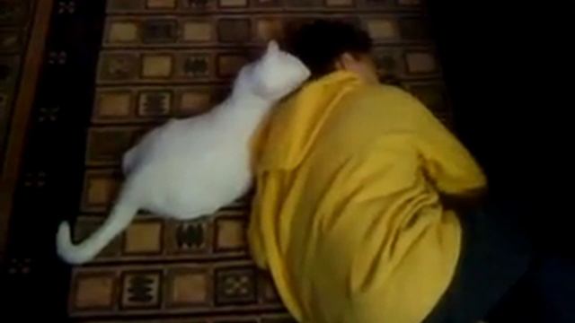 роды кошки "бесянка" Вступление смотреть онлайн