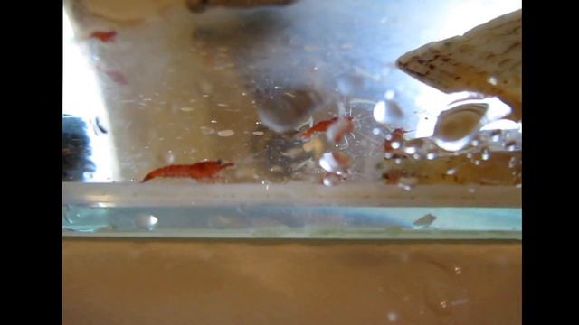 отбор креветок селекция смотреть онлайн