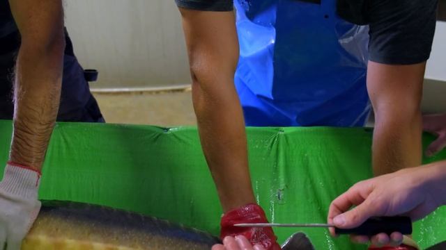 Разбор осетров на Акваферме. Будни рыбовода смотреть онлайн