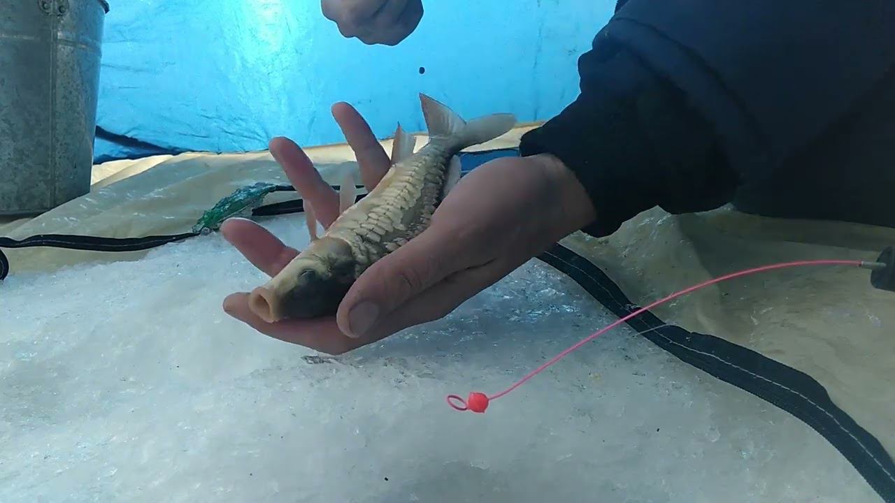 Ловим карпика, чтобы выпустить в другом водоеме.