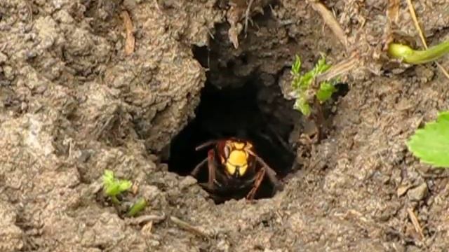 Шершни у своей норы смотреть онлайн