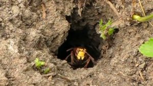 Шершни  у своей норы