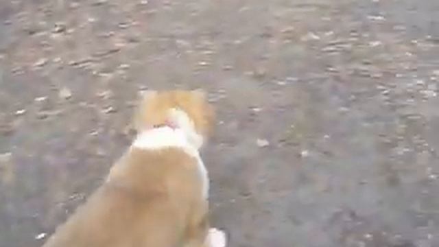 Щенок Алабая.Тина почти 3 месяца,первый раз на прогулке:) смотреть онлайн