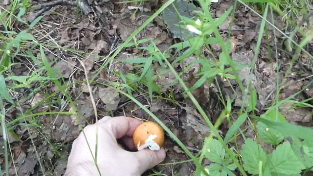 Пошла полоса белых груздей! Грибы Ленинградской области, июнь, 2020 | mushrooms смотреть онлайн