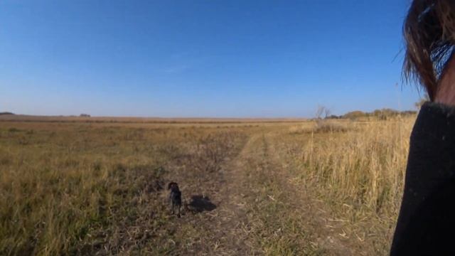 Охота с собакой 