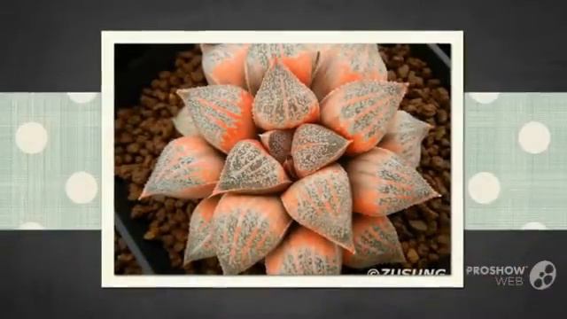 Haworthia - garden plants смотреть онлайн
