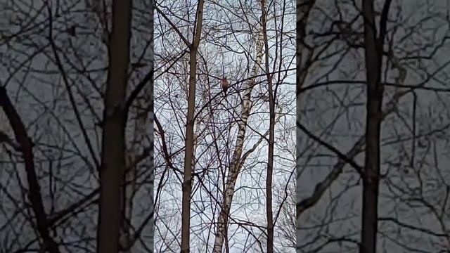 Московские птицы смотреть онлайн