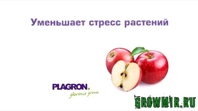 С Green sensation 250 мл у вас будут большие бутоны, большие плоды! Мощный стимулятор цветения! смотреть онлайн