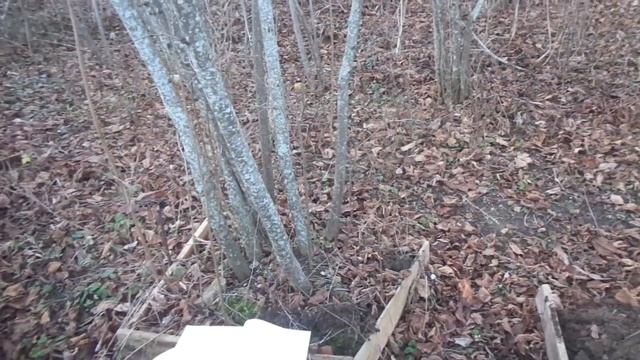 Какая почва нужна ФУНДУКУ. смотреть онлайн