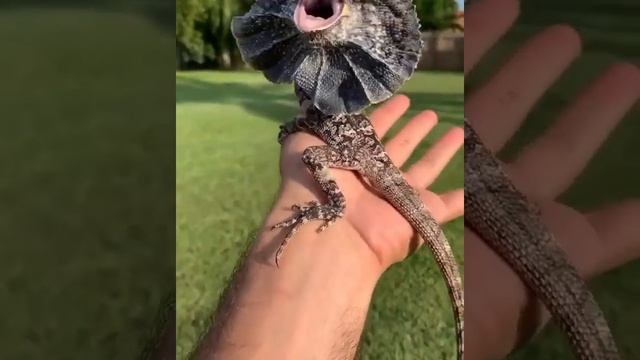 Монстр из ужастиков. Плащеносная ящерица смотреть онлайн